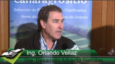 TV: La posibilidad de rotar Sorgo y Colza; con O. Vellaz