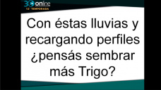 30 online B4: Qu nos dicen los productores sobre sembrar ms o menos Trigo?