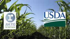 Editorial Lunes 18-05-2015 - Cmo quedan los precios del Maz despus del informe del USDA?