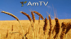 AMTV: Mercado negativo desde el informe del USDA