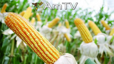 AMTV: Mercado en baja por las perspectivas de mayor produccin gruesa en EEUU