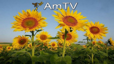 AMTV: Se sembr 21% con girasol. Jornada positiva para maz y trigo y negativa para soja