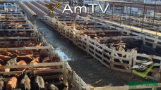 AMTV: Se espera humedad en EEUU. Las exportaciones no alcanzaron las expectativas