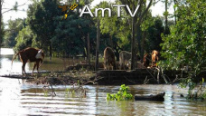 AMTV: Soja retorn a terreno negativo. Estiman rcord de cosecha en Brasil