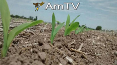 AMTV: La soja repunt. Los operadores estn atentos al Reporte del martes del USDA