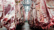 AMTV: Aumentan estimaciones de produccin en Arg. Exportacin de carne con registros mnimos