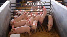 AMTV: Cosecha avanza en Brasil. Creci produccin y consumo de carne porcina