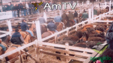 AMTV: Ingresaron a Liniers casi 5000 animales. Continuarn las lluvias en Santa Fe, Corrientes y Entre Ros