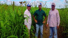 AMTV: Las cerealeras liquidaron U$S 15 mil millones en lo que va del ao