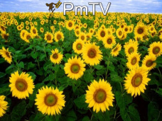 PMTV: 