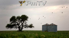 PMTV: 