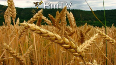 PMTV: La BCBA reduce Has de trigo y proyecta en 55,3 M/Tns produccin de soja. Minagri en 53 M/Tns