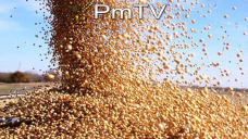 PMTV: La soja se derrumb casi U$S 14/tn tras el informe del USDA