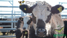 PMTV: Tras una operatoria inestable, la soja cerr a U$S 364/Tn en CBOT