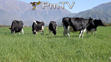 PMTV: Rueda positiva para los commodities. Probabilidades de subas en el reporte del USDA