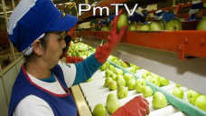 PMTV: Los futuros de soja, maz y trigo finalizaron a la baja en CBOT