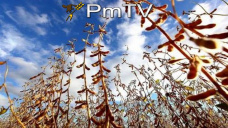 PMTV: Los commodities no recibieron gran influencia por parte del Reporte del USDA