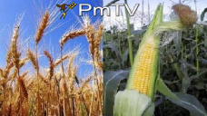 PMTV: Bajas de U$S 2/Tn en soja y de U$S 4/Tn en trigo. Maana se publica el informe del USDA