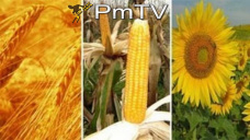 PMTV: El USDA trajo modificaciones y volatilidad. Mercado local con compras dispares