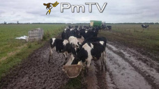 PMTV: La soja lleg a cotizar ms que U$S 360/Tn. Subas de U$S 5/Tn en trigo y de U$S 1/Tn en maz