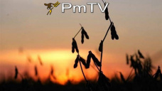 PMTV: La soja se recuper U$S 3/Tn. Rueda local activa